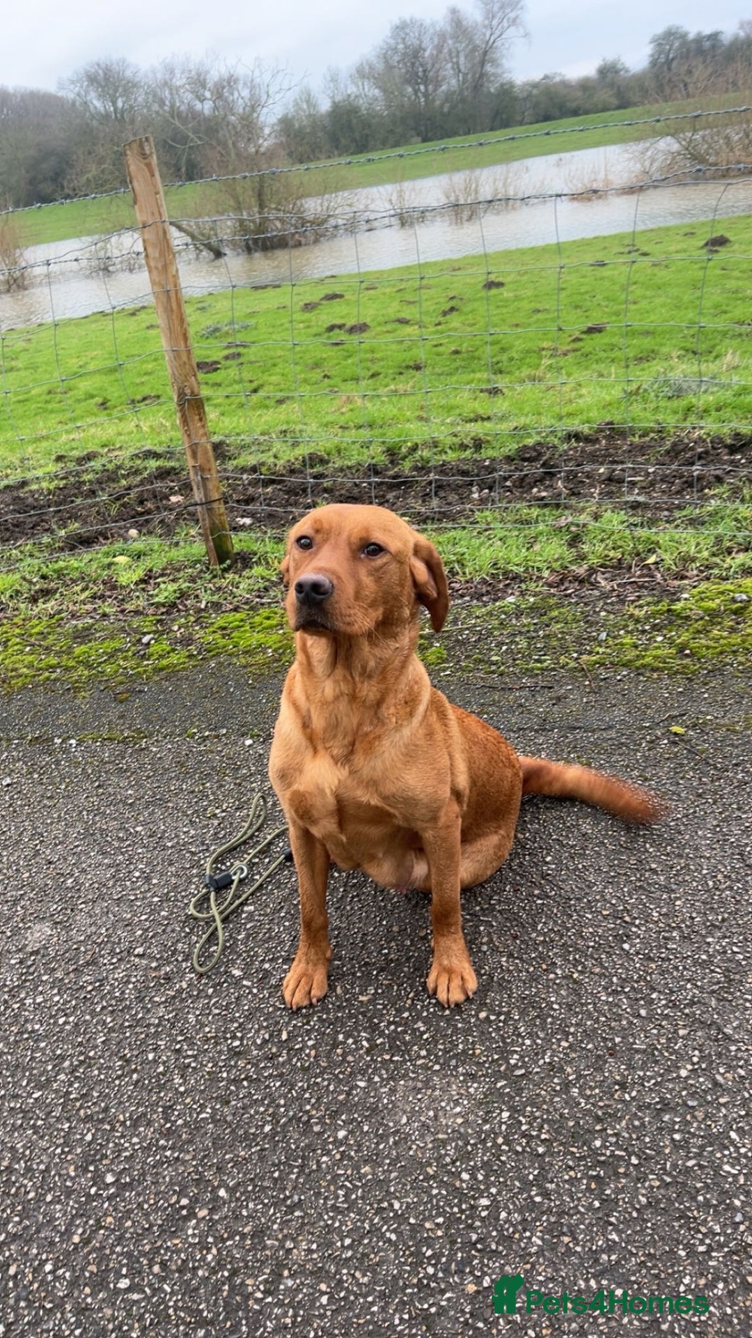 Labrador Retriever dogs for sale: Chunky red lab pups - Advert 1