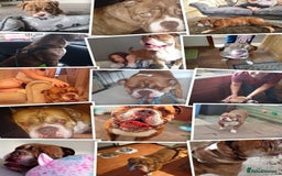 English Bulldog dogs for adoption: BOYE, a Lovely Boy - for a Loving Home - Image 1