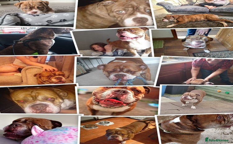 English Bulldog dogs - Advert 2