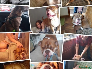 English Bulldog dogs - Advert 24