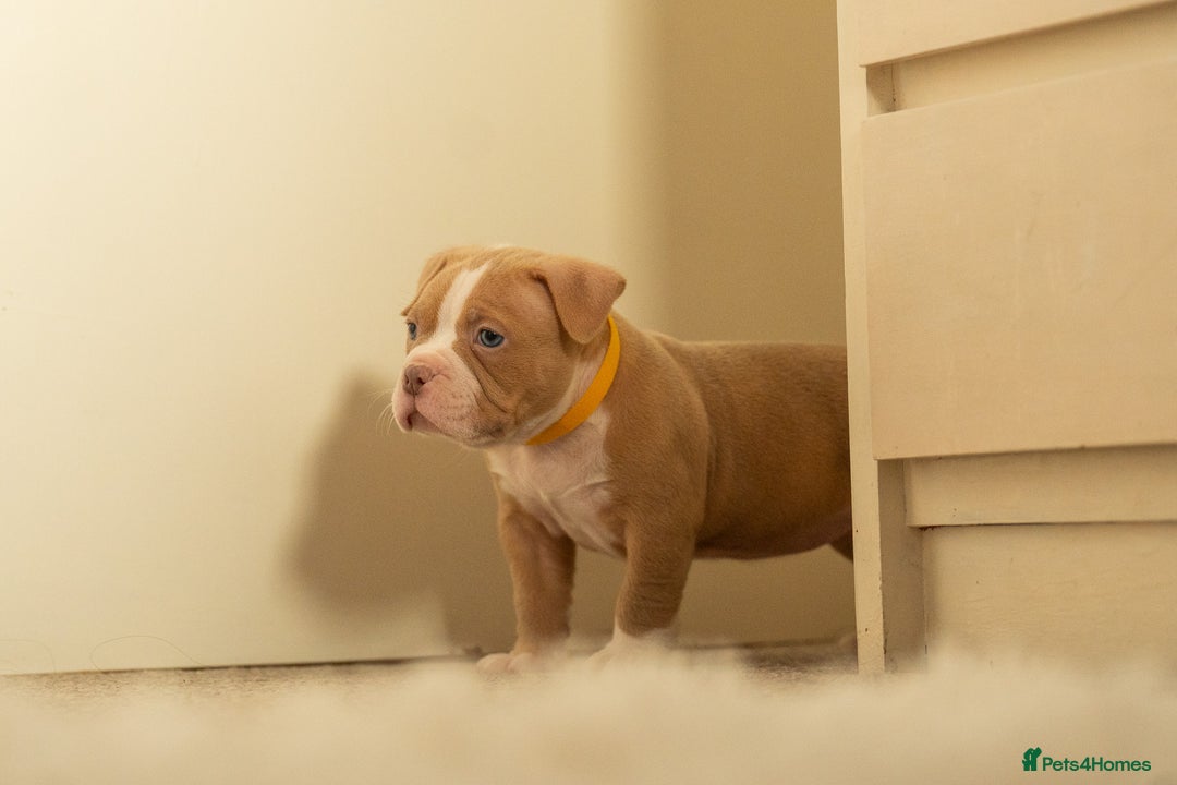 American Bully dogs for sale: Extraordinary Pocket Bully pups - Advert 16