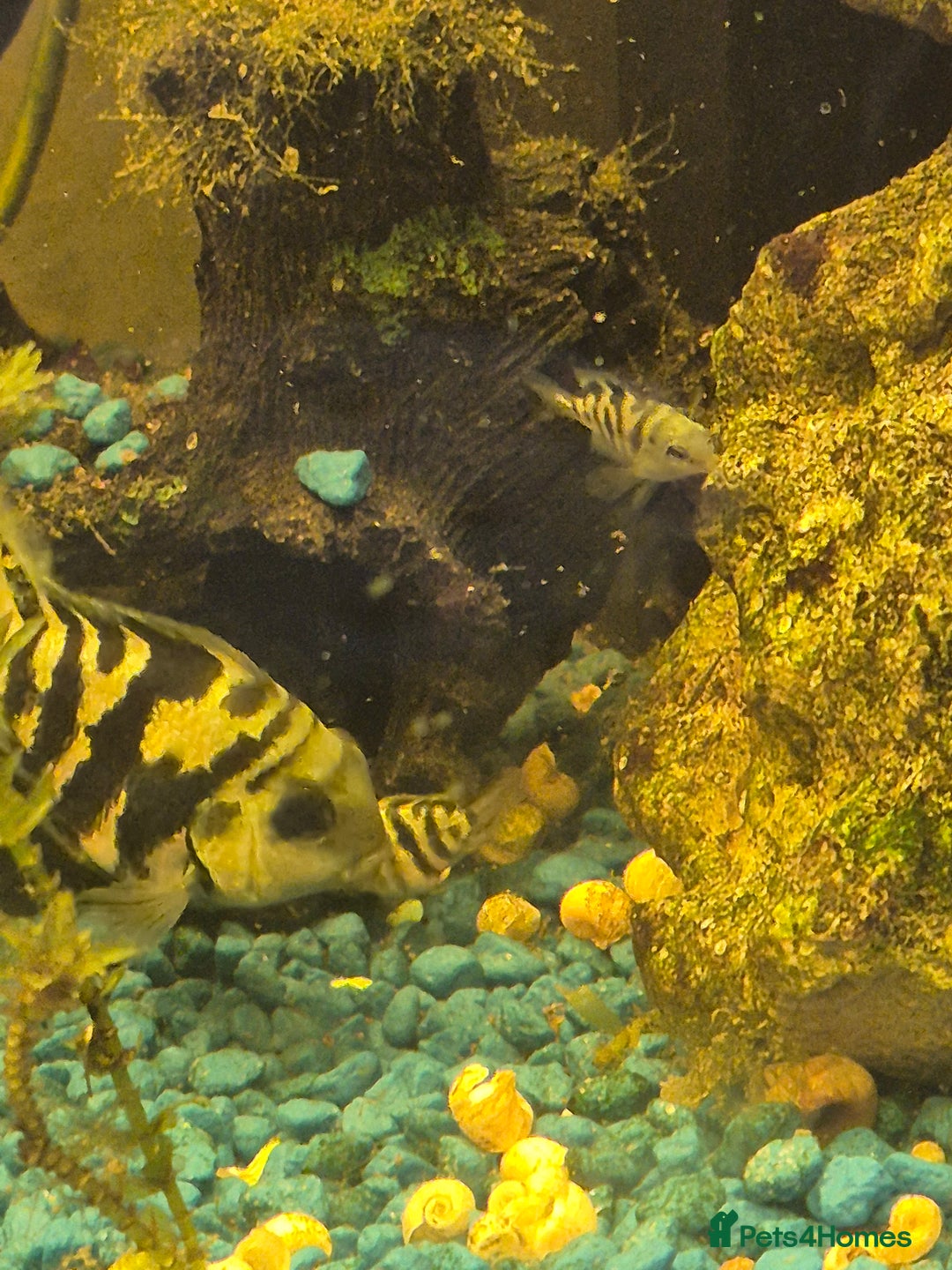 Cichlids fish for sale: Polar blue parrot fish - Advert 1