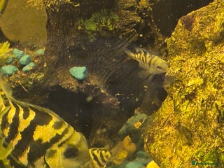 Cichlids fish Polar blue parrot fish - Advert 1