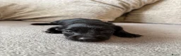 Mixed Breed dogs for sale: Doxiepoo pups  - Advert 20