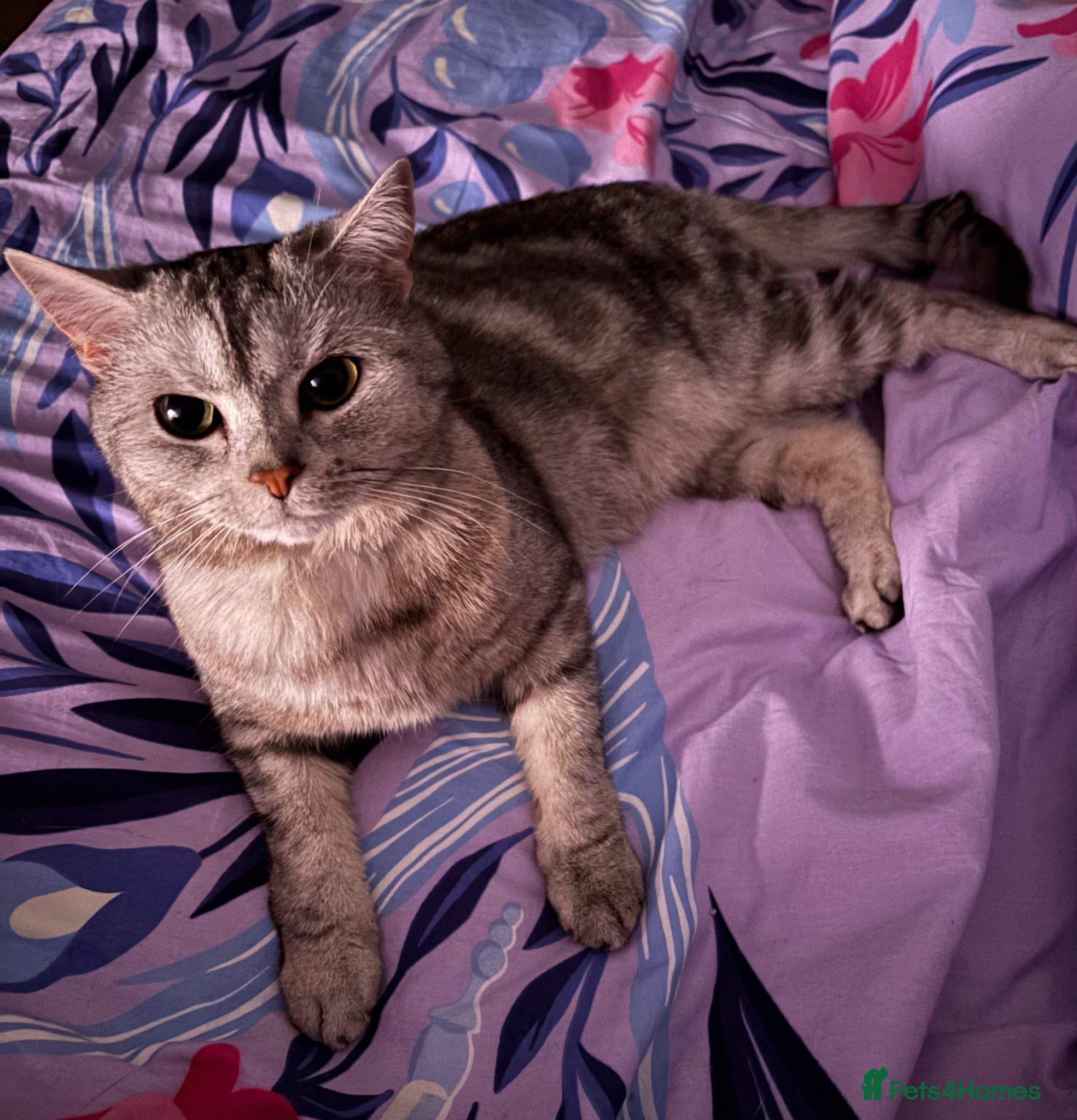 Mixed Breed cats Rehoming - Advert 4