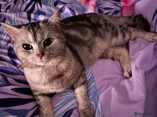 Mixed Breed cats Rehoming - Advert 4