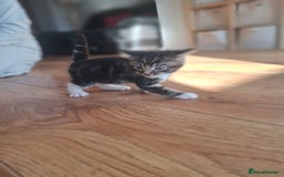 Mixed Breed cats for sale: Mixed colour kittens  - Image 30