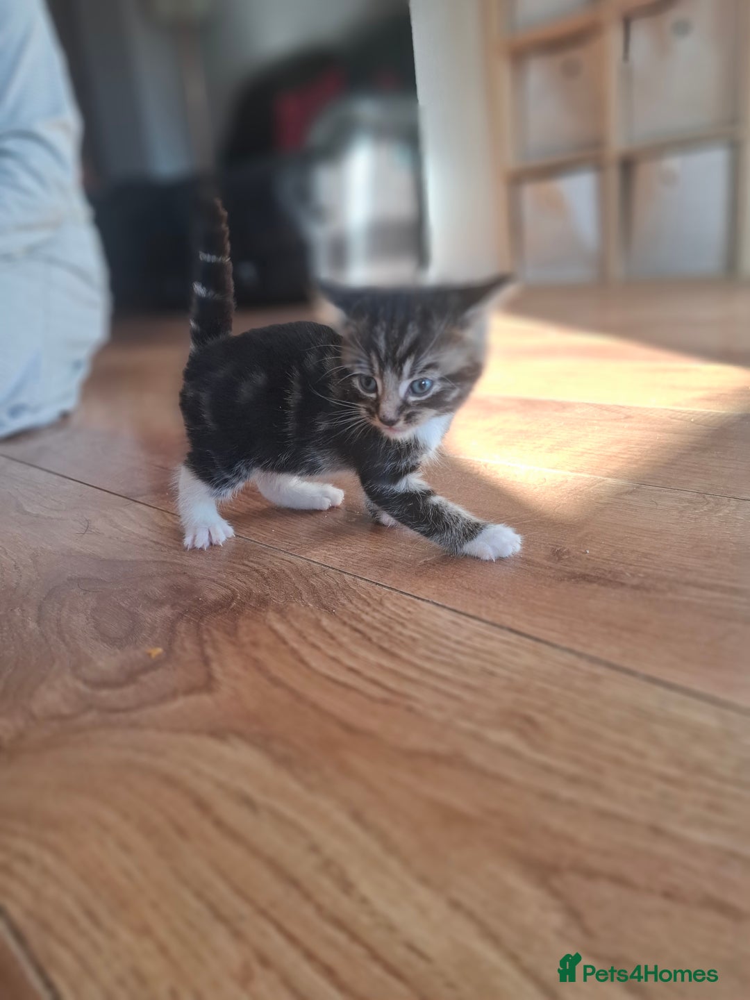 Mixed Breed cats for sale: Mixed colour kittens  - Image 30