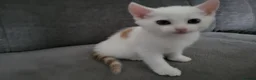 European cats for sale: Beautiful kitten looking good a home. - Advert 8