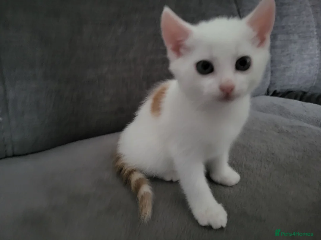 European cats for sale: Beautiful kitten looking good a home. - Advert 8