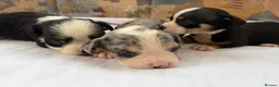 Mixed Breed dogs for sale: Pups for sale  in Wolverhampton - Advert 6