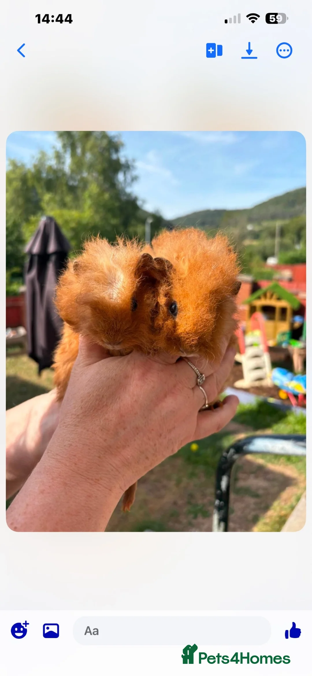 Guinea Pig rodents for sale: 2 male longhaired Guineapigs  - Advert 2