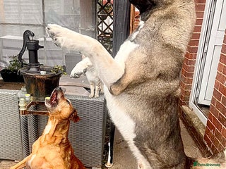 Akita dogs - Advert 1