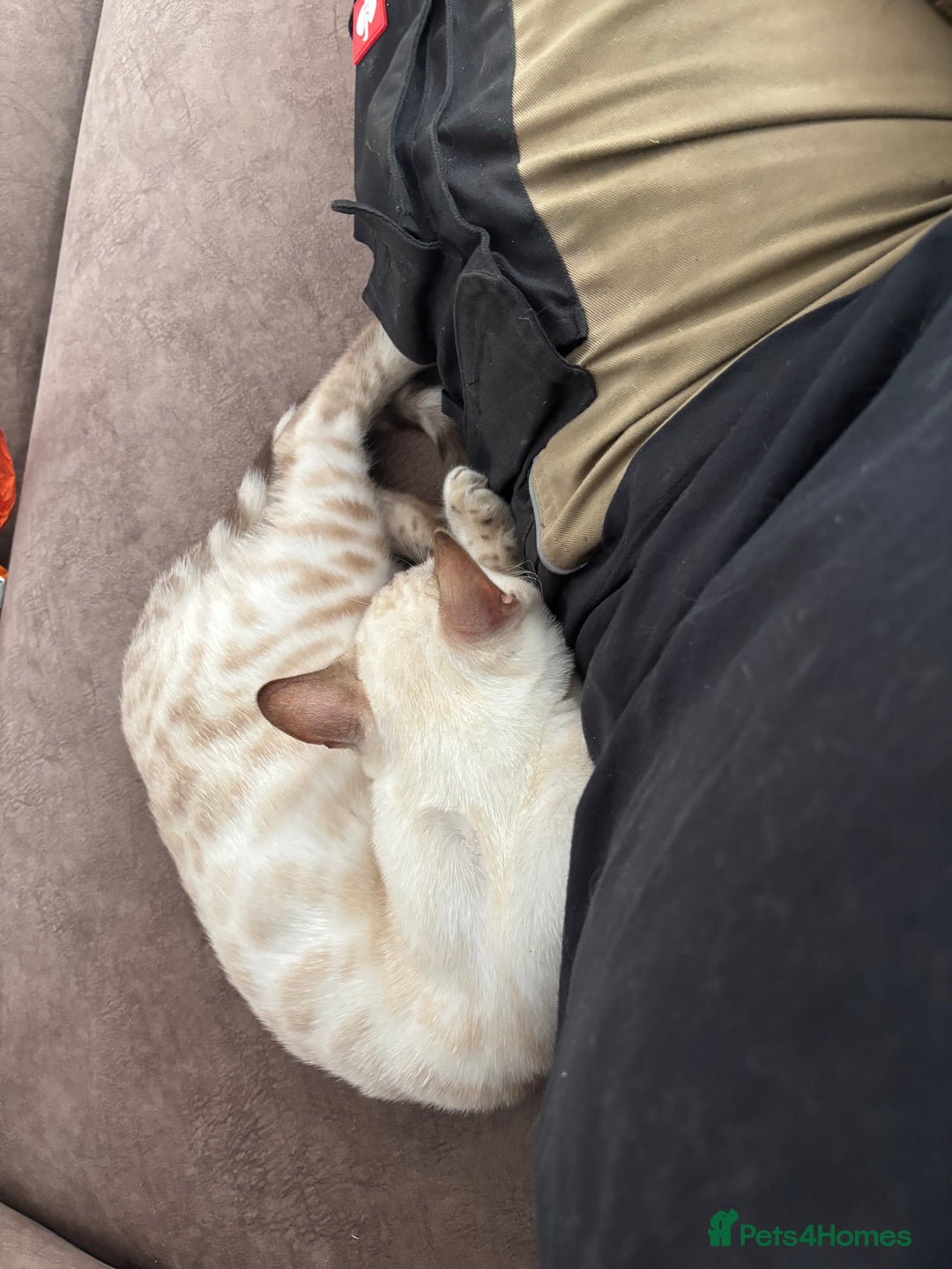 Bengal cats for sale: Two stunning Bengal kittens  - Image 16