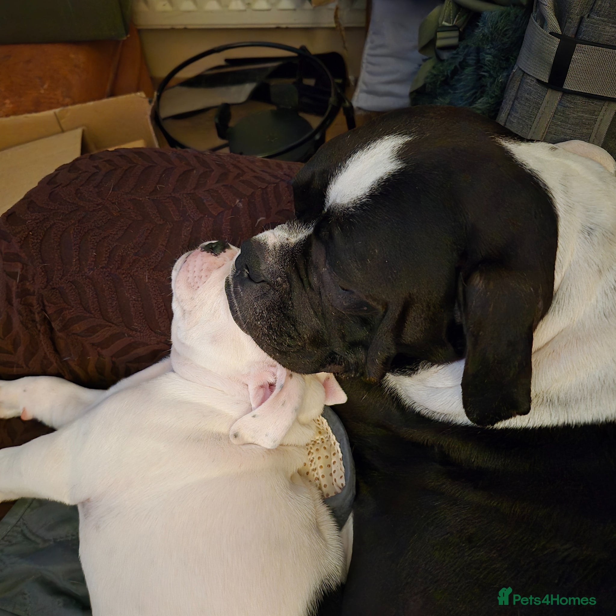 Dorset Olde Tyme Bulldogge dogs Dorset olde tyme bulldogs - Advert 16