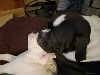 Dorset Olde Tyme Bulldogge dogs Dorset olde tyme bulldogs - Advert 6