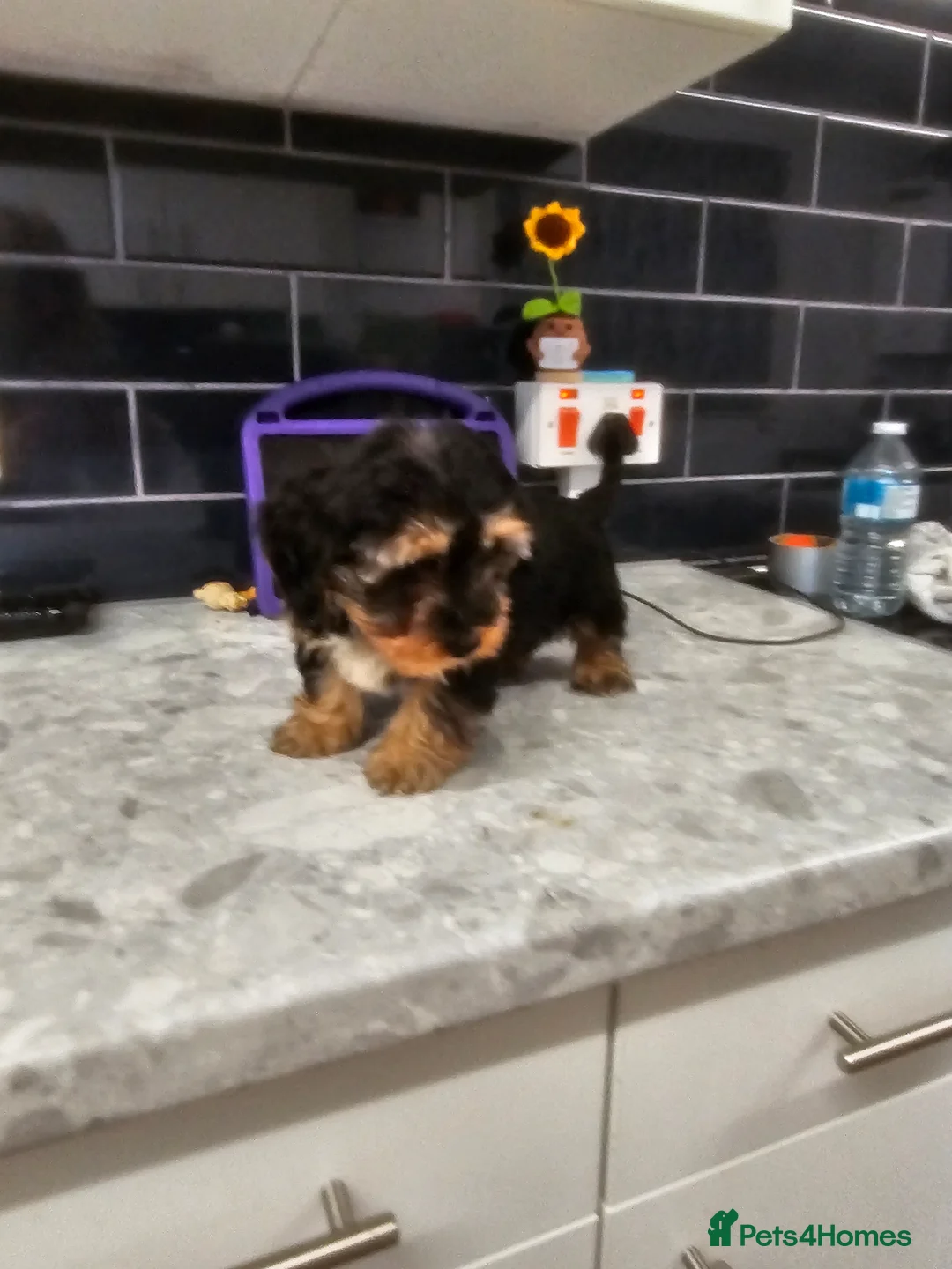 Mixed Breed dogs for sale: dashound×biewer terriers - Advert 2