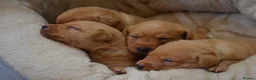 Labrador Retriever dogs for sale: Chunky Fox Red Labrador Puppies  - Advert 1