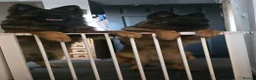 German Shepherd dogs for sale: Loving Home Needed for Bonded German Shepherd Pair - Advert 5