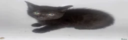 Mixed Breed cats for sale: 3  little black balls of fur - Advert 5