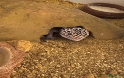Gecko reptiles for sale: Leopard gecko with full setup - Image 2