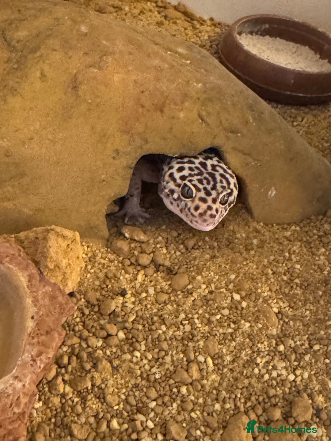 Gecko reptiles for sale: Leopard gecko with full setup - Image 2