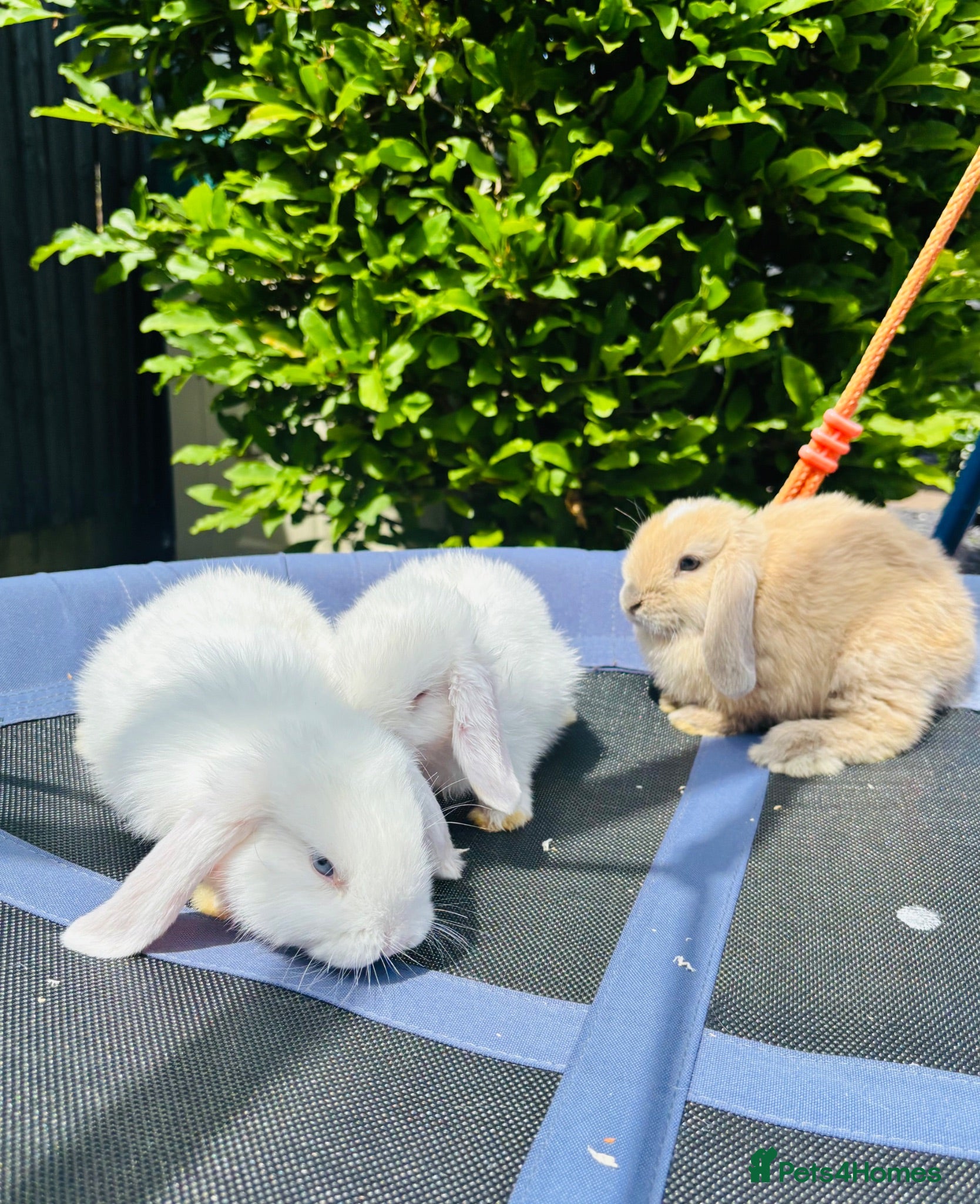 Mini Lop rabbits Pure breed Mini Lops  - Advert 1