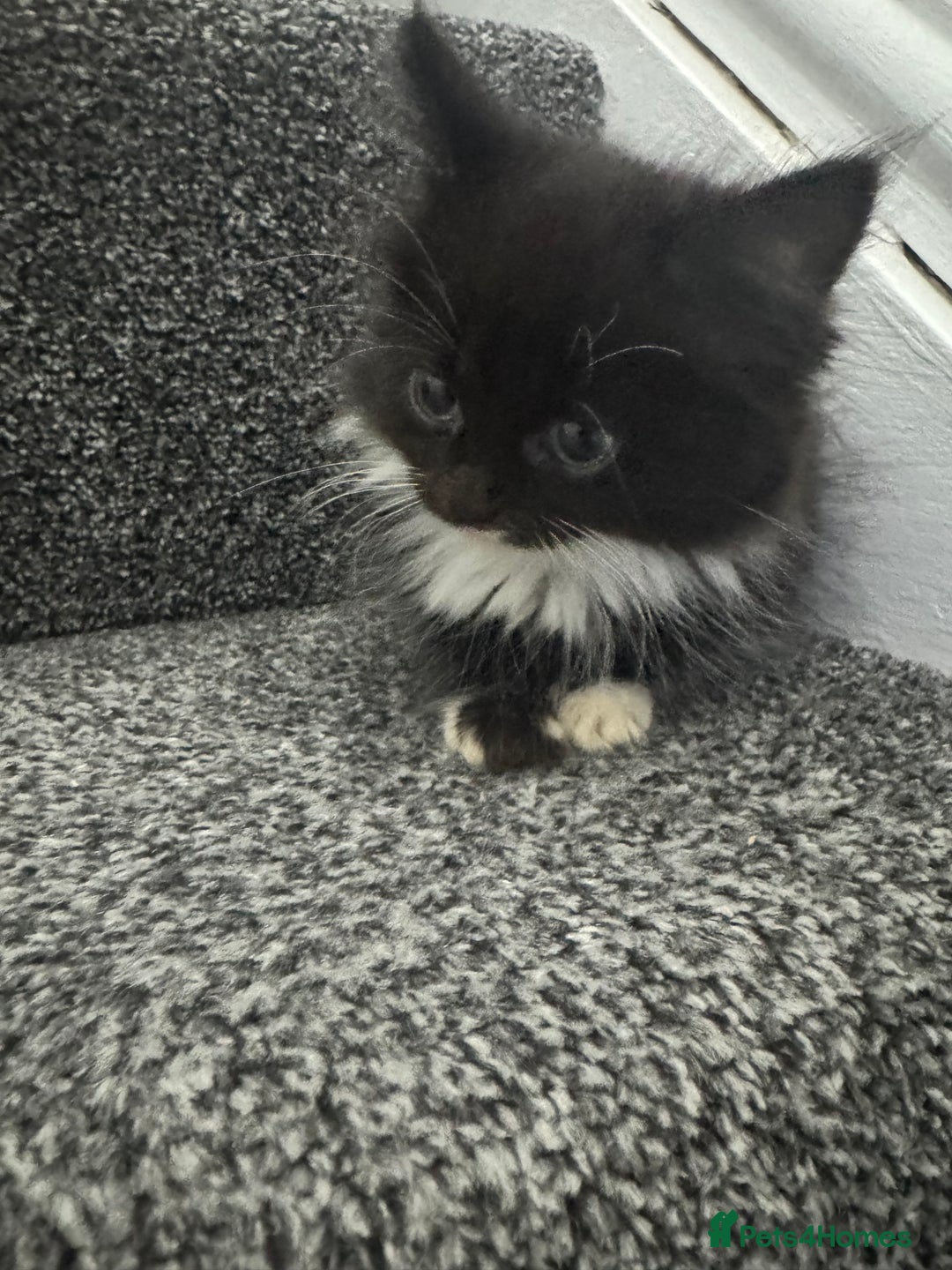 Mixed Breed cats for sale: Fluffy kittens - Image 18