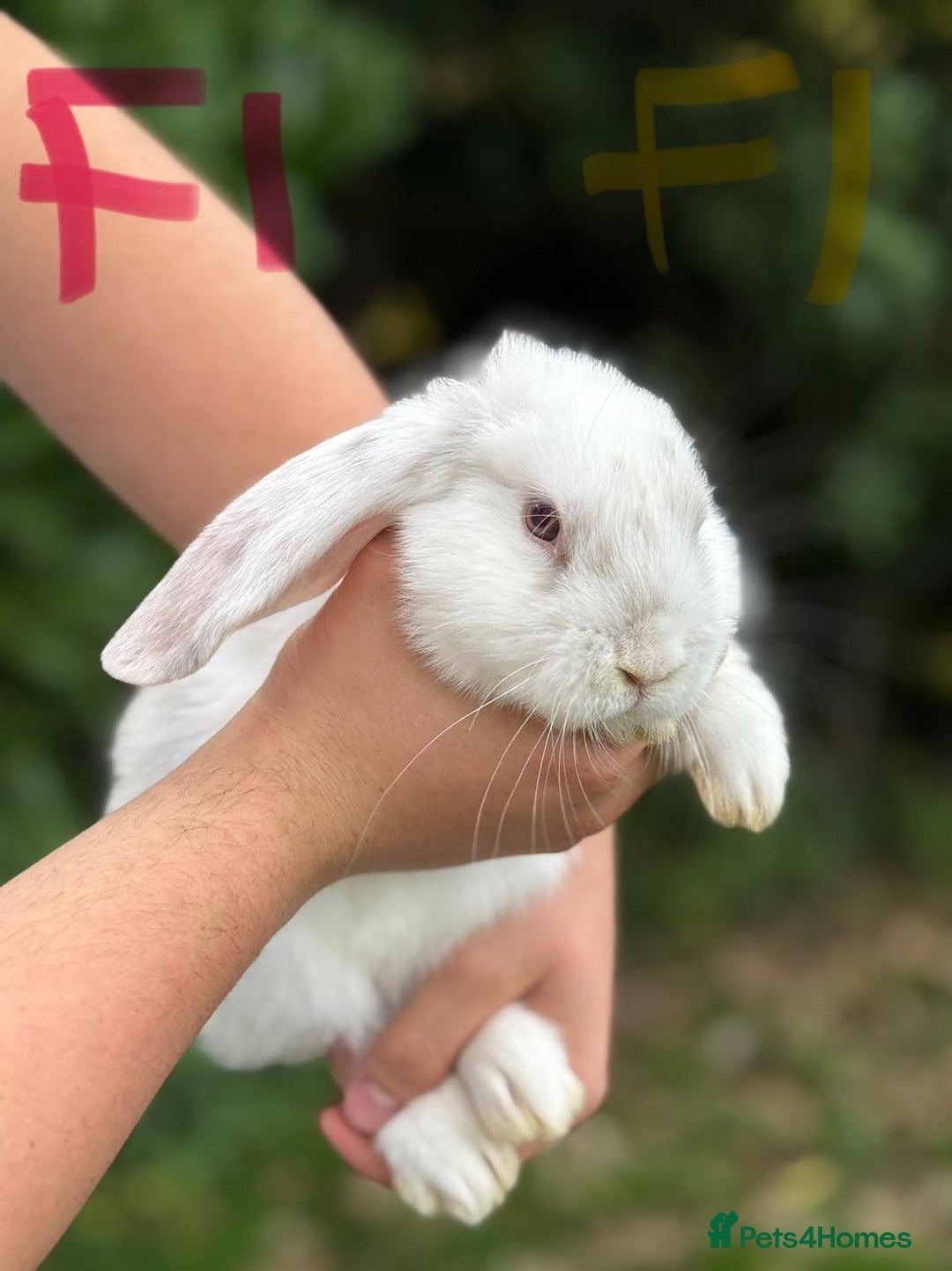 Mixed Breed rabbits for sale: Litter of Rabbit kits - Image 3