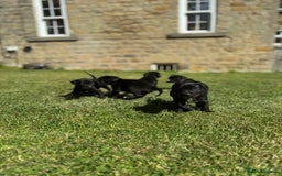 Mixed Breed dogs for sale: Lab x patterdale  - Image 7