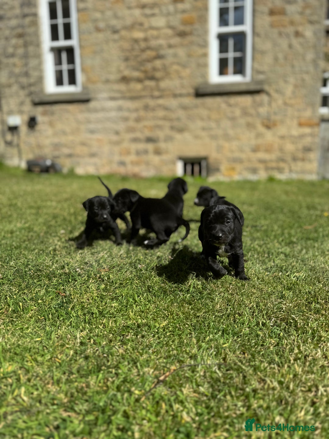 Mixed Breed dogs for sale: Lab x patterdale  - Image 7