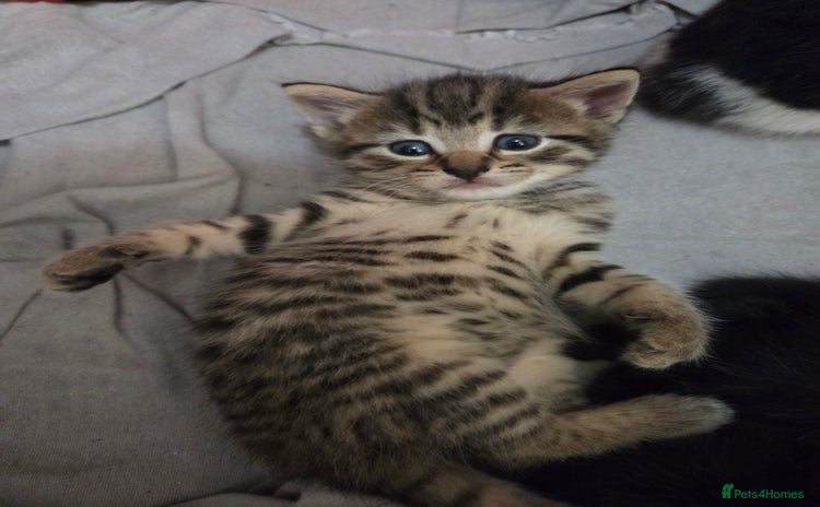 Mixed Breed cats for sale - Advert 1