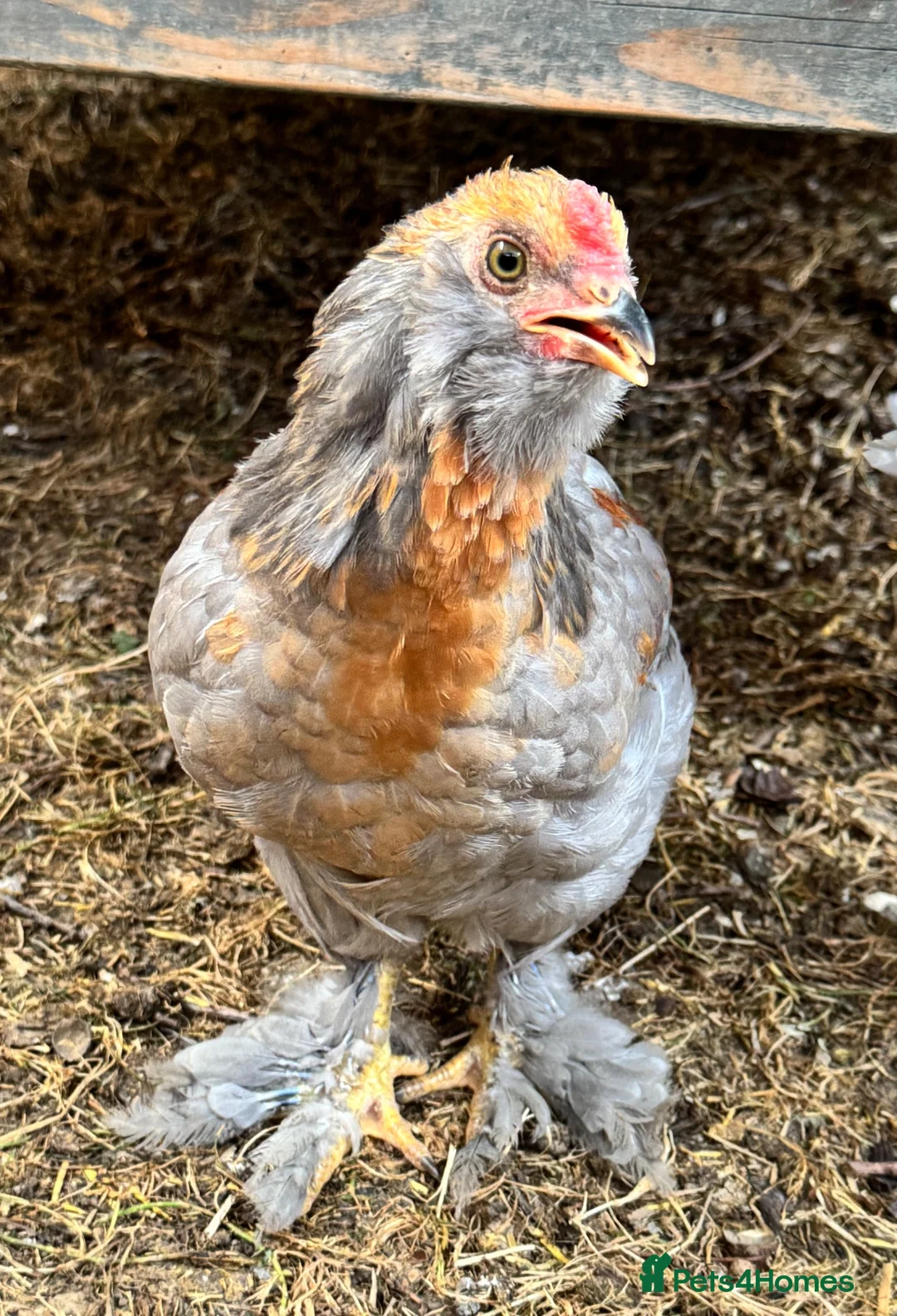 Chickens poultry for sale: Urgently looking for new homes in Uckfield - Advert 4