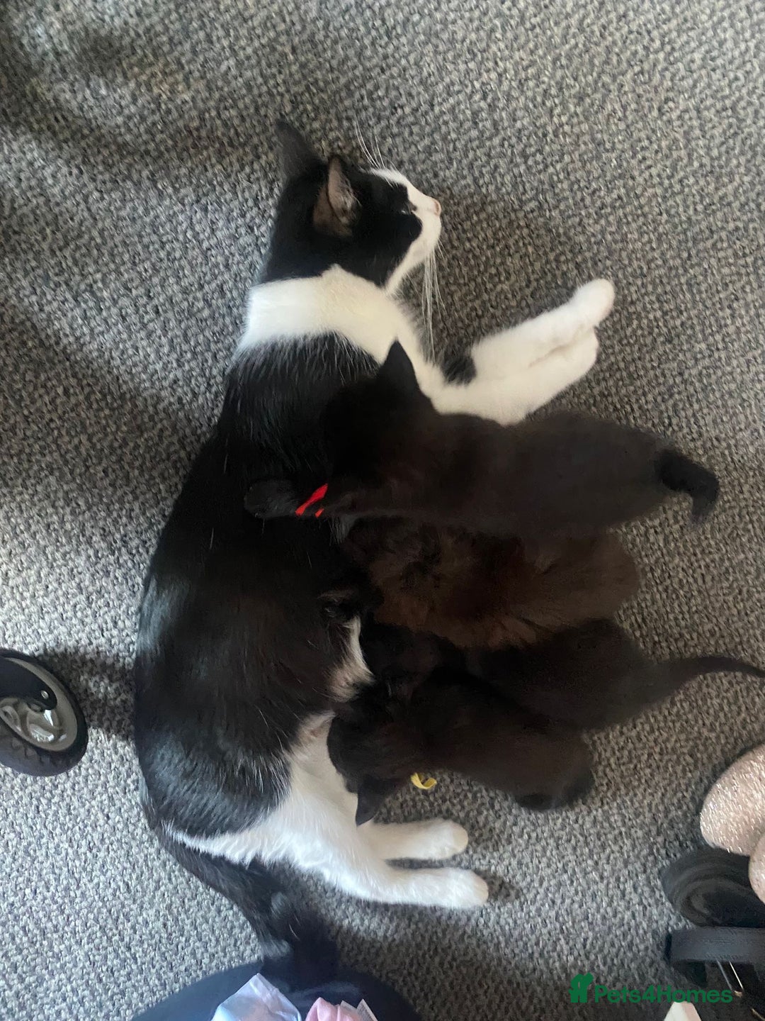 Domestic Shorthair cats for sale: Kittens - Image 9