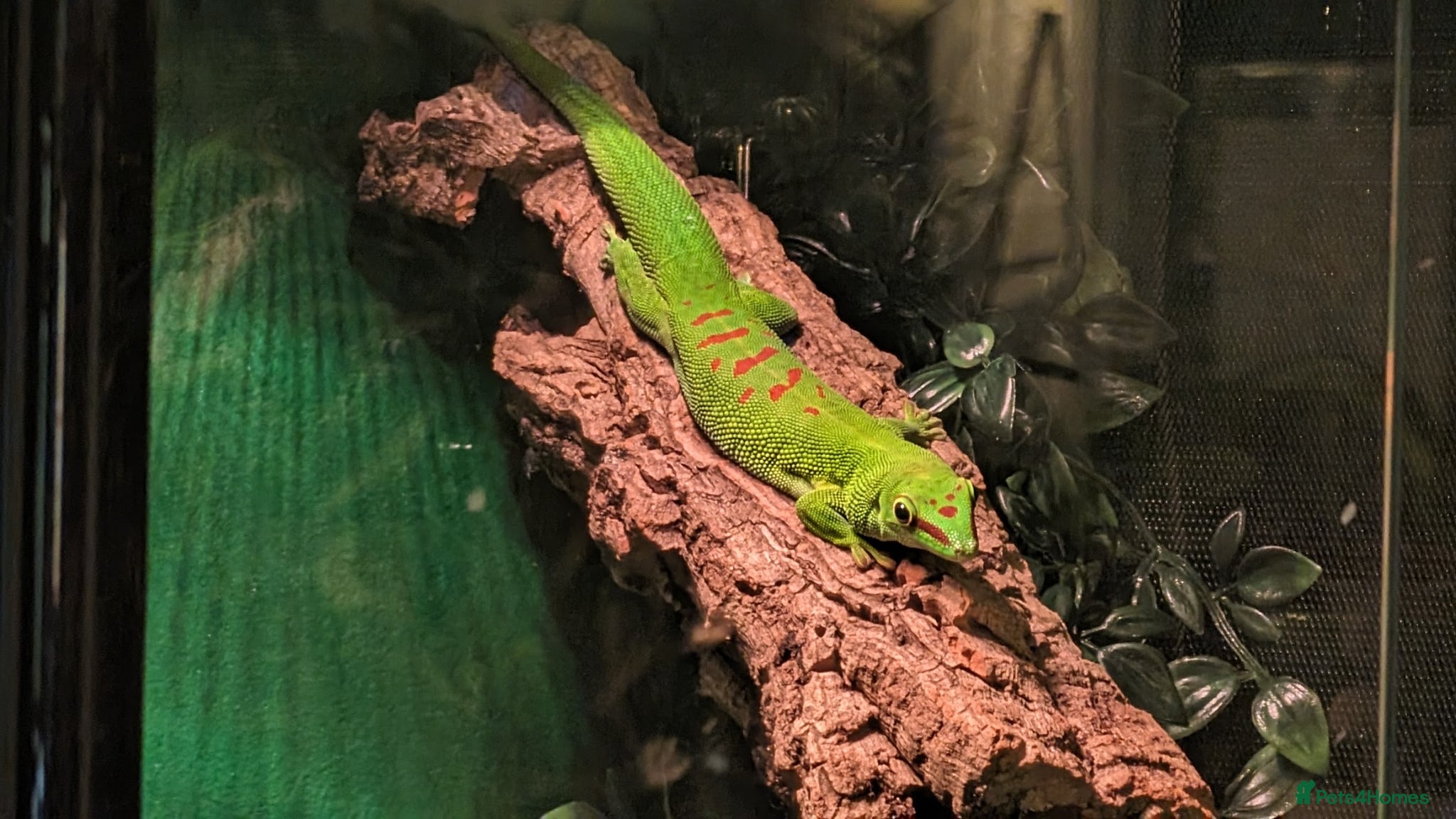 Gecko reptiles for sale: Double setup geckos and frogs - Advert 5
