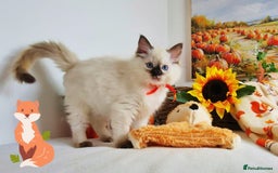Ragdoll cats for sale: GCCF Ragdoll Kittens - Outstanding!  - Image 5