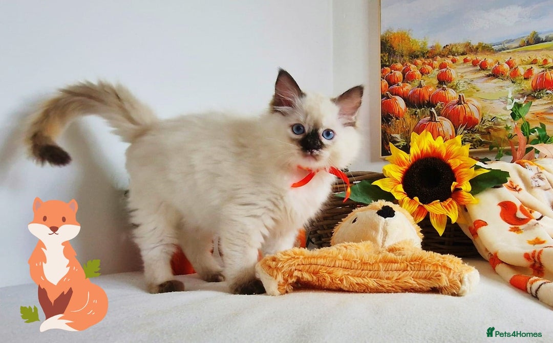 Ragdoll cats for sale: GCCF Ragdoll Kittens - Outstanding!  - Image 5