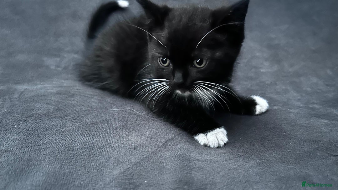 Ragdoll cats for sale: Adorable 9 Week Old Kittens - Litter Trained - Image 9