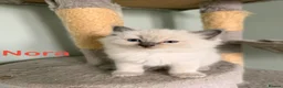 Ragdoll cats for sale: Beautiful Blue-Eyed Ragdoll Kittens - Advert 2