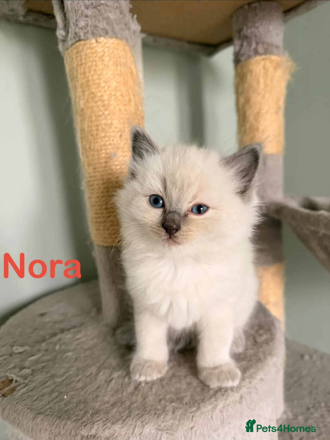 Ragdoll cats for sale: Beautiful Blue-Eyed Ragdoll Kittens - Advert 2