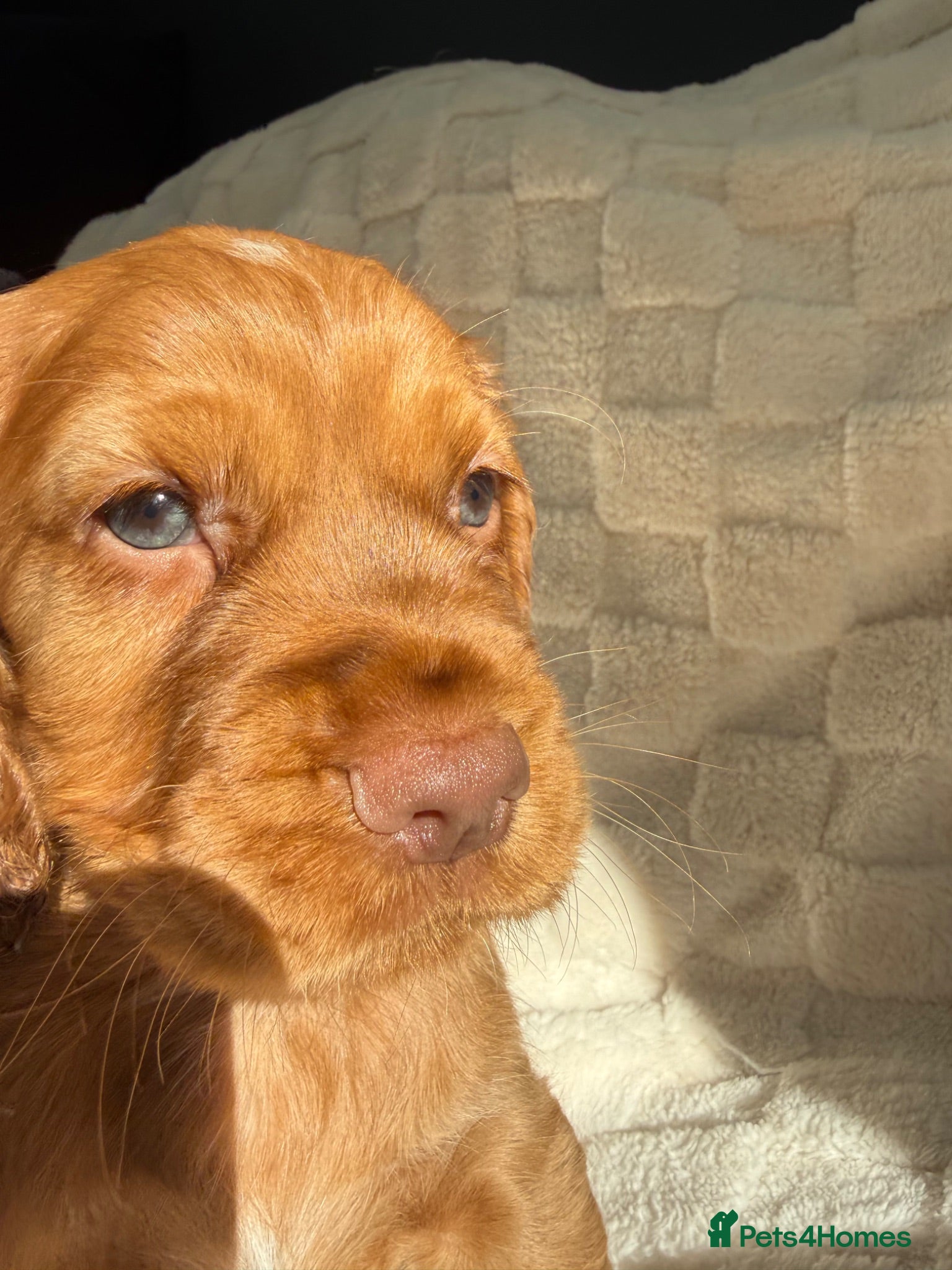 Cocker Spaniel dogs LAST 2 Gorgeous blue eyed boy KC registered cocker - Advert 1
