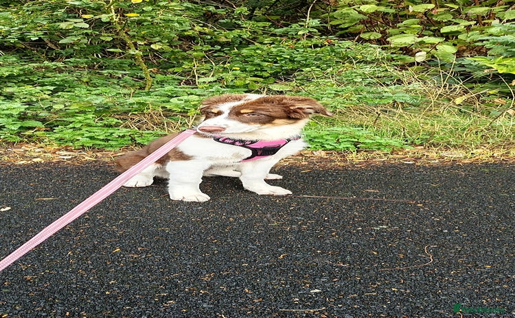 Australian Shepherd dogs in Peterborough - Advert 2