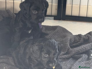 Cocker Spaniel dogs for sale - Advert 1