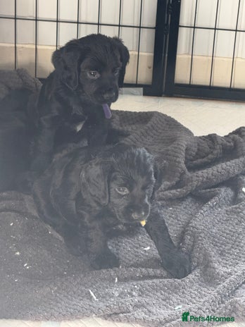 Cocker Spaniel dogs - Advert 1