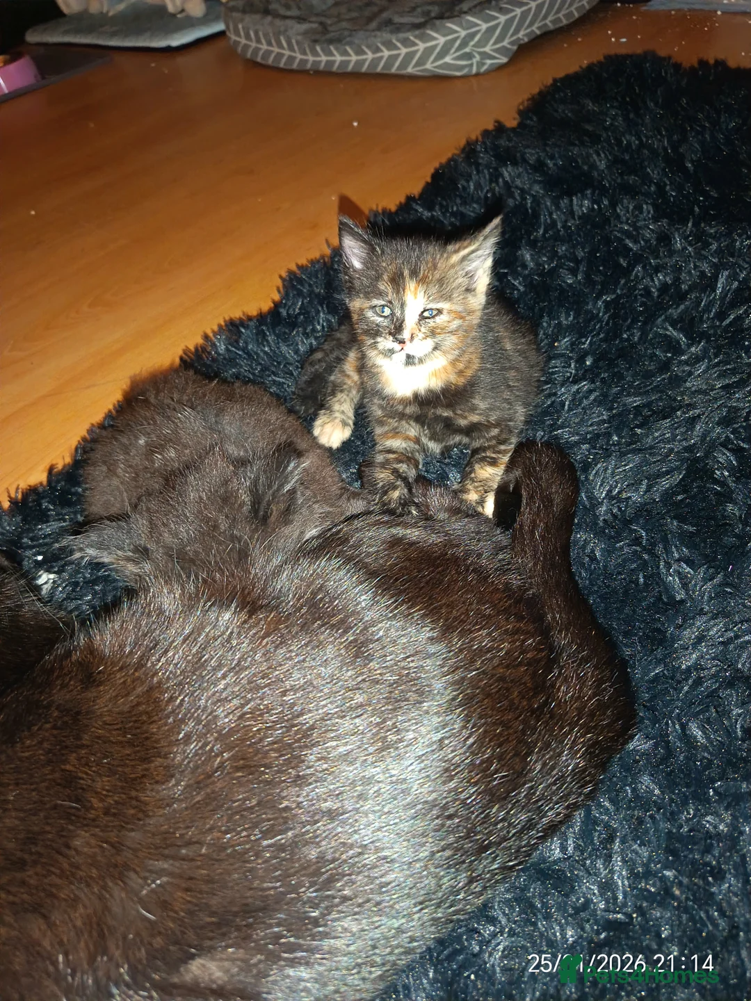 Mixed Breed cats for sale: Tortieshell female kitten - Advert 2