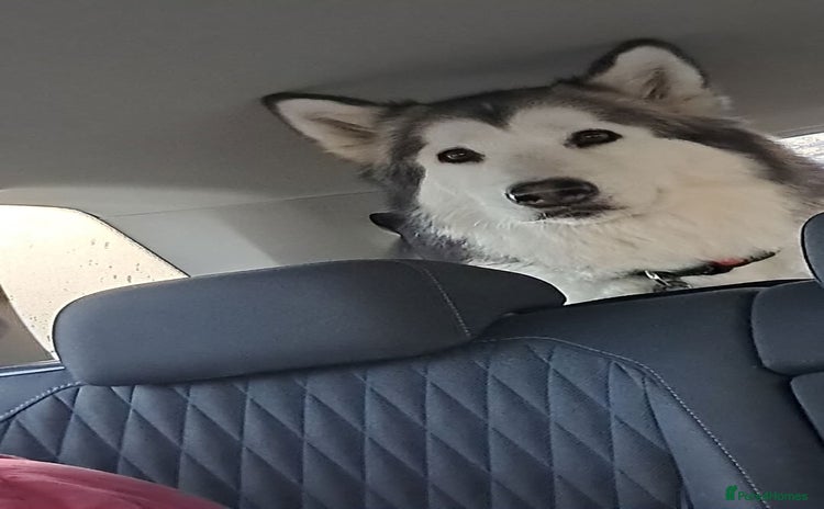 Mixed Breed dogs Puppies due 28th November - Advert 1