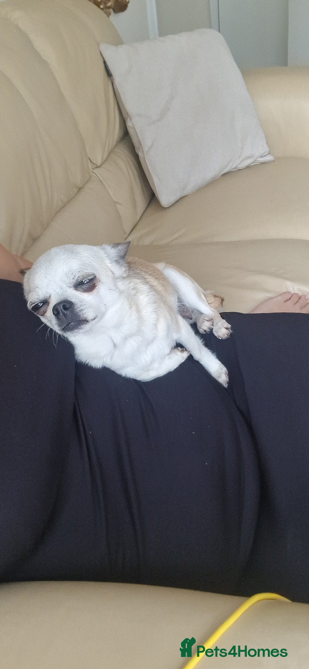 Chihuahua dogs for sale: Tiny chihuahua  - Image 1