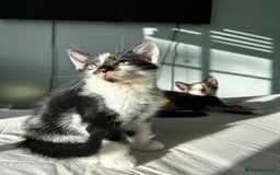 Mixed Breed cats for sale: Stunning mixed kittens  - Image 14