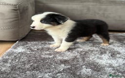 Australian Shepherd dogs for sale: 2 KC registered puppies remaining! Price drop  - Image 10