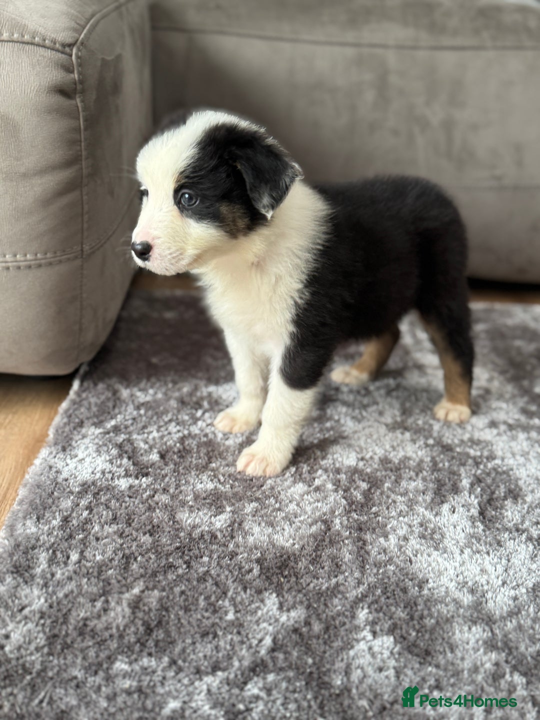Australian Shepherd dogs for sale: 2 KC registered puppies remaining! Price drop  - Image 10